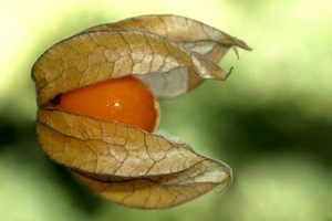 Physalis bio, comment la consommer ? Physalis bio, comment la consommer ?
