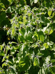 physalis-peruviana-fruit-bio-superfruit-antioxydant-naturel-yeux-prostate-radicaux-libres-cataracte-toux (3) COQUERET DU PEROU