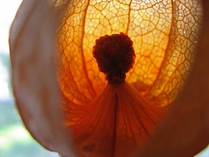 Les physalis: culture, consommation, propriétés médicinales