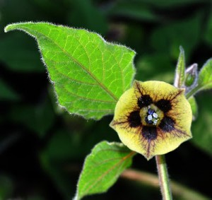 physalis-peruviana-fruit-bio-superfruit-antioxydant-naturel-yeux-prostate-radicaux-libres-cataracte-toux (9) Physalis coqueret du Pérou, groseille du Cap