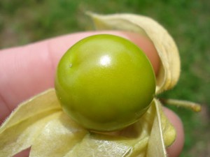 Physalis peruviana bio riche en vitamines