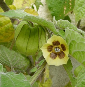 Aguaymanto bio - Physalis peruviana bio