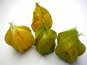 Physalis