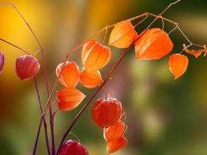 Physalis bio antioxydant naturel puissant