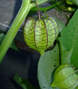 Coqueret physalis du Pérou