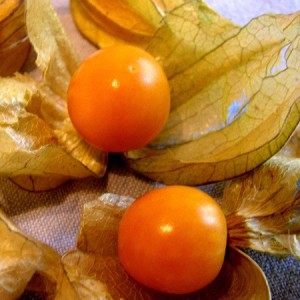 Physalis bio alkekenge groseille du Cap